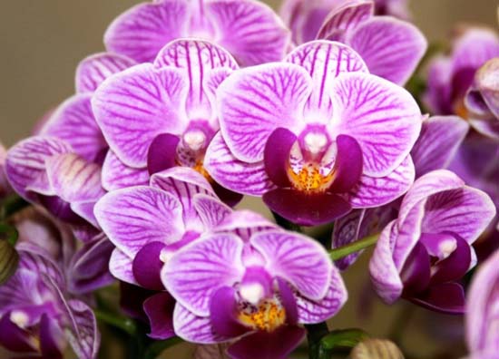 Doritaenopsis Sogo Vivien цветение орхидеи