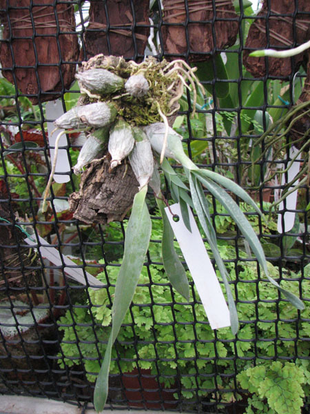 Фото орхидеи Euchile citrina