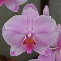 Фото орхидеи Phalaenopsis hybrid