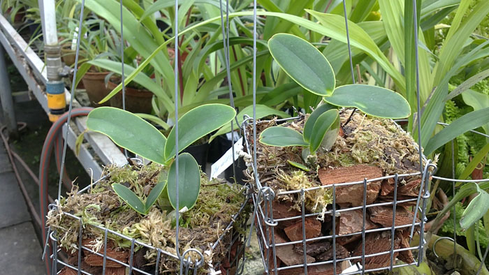 Фото орхидеи Cattleya nobilior amalie.jpg