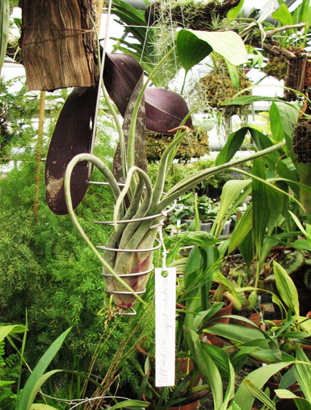 Tillandsia caput-medusae.jpg