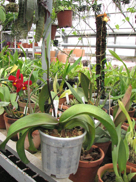 Фото орхидеи Doritaenopsis Taisuco Candystripe 'NO1'