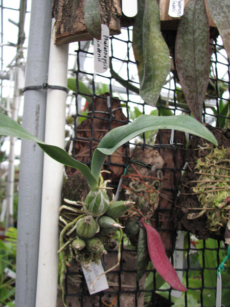 Фото орхидеи Euchile maria