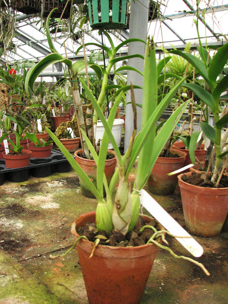 Фото орхидеи Laelia gouldiana