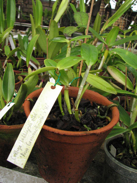 Фото орхидеи Cattleya loddigesii alba 'Rina Graciano Brizola' x Cattleya loddigesii alba 'HI'