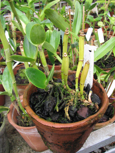 Фото орхидеи Cattleya intermedia amethystina