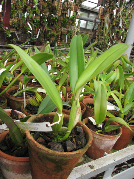 Фото орхидеи Cattleya labiata amesiana 'Bela' (Z-8) x SELF