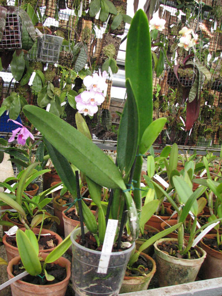 Фото орхидеи Cattleya trianae alba x coerulea с чехлами