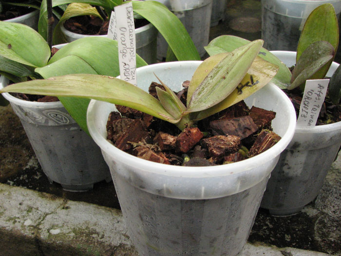 Фото орхидеи Doritaenopsis Tzu Chiang Orange 'ORCHIS'
