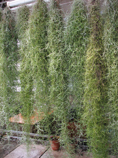 Фото Tillandsia usneoides