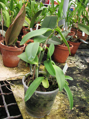 Фото орхидеи Cattleya intermedia aquinii x Cattleya walkeriana