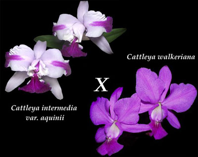 Цветение орхидеи Cattleya intermedia aquinii x Cattleya walkeriana