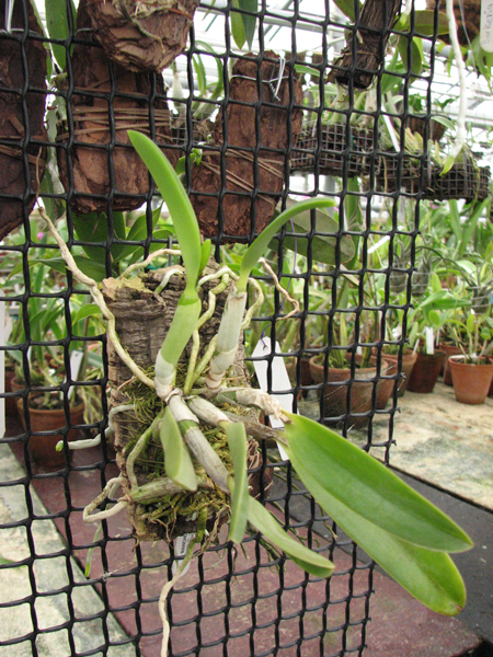 Фото орхидеи Laelia pumila