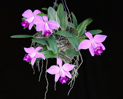 Как цветет орхидея Laelia pumila