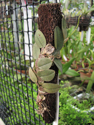 Фото орхидеи Oncidium limminghei