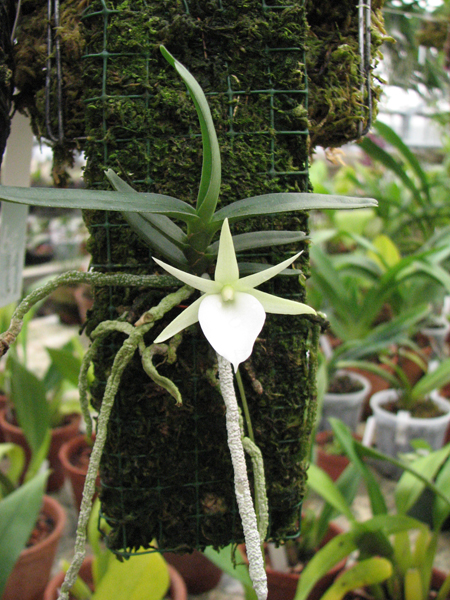 Цветение орхидеи Angraecum rutenbergianum