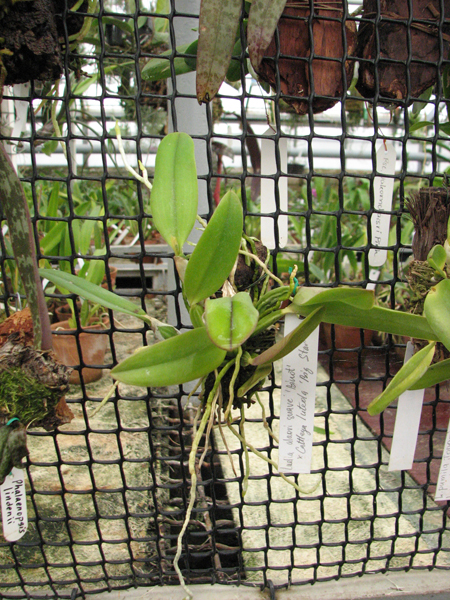 Фото орхидеи Laelia alaori suave 'Binot' x Cattleya luteola 'Big Star'