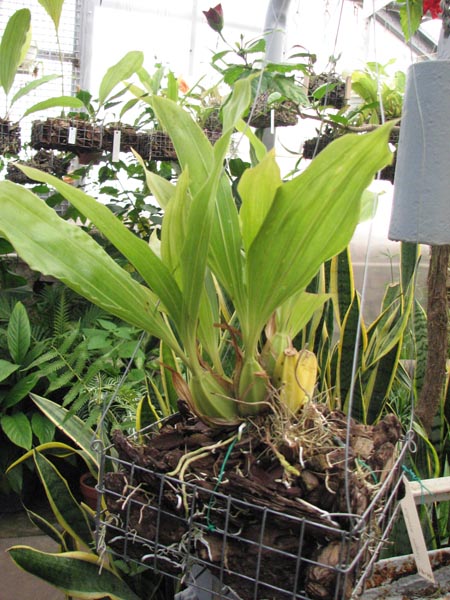 Фото орхидеи Gongora aromatica