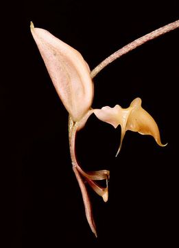 Как цветет орхидея Gongora aromatica