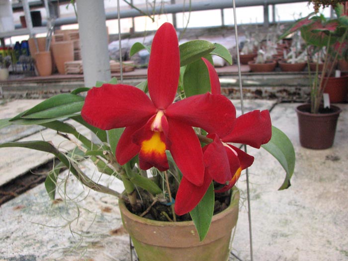 Ароматная орхидея каттлея Sophrocattleya Pearllouis (Cattleya bicolor alba x Sophronitis coccinea)