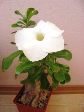 IMG_6631.jpg