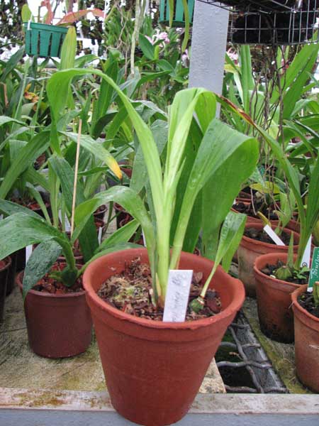 Фото орхидеи Zygopetalum Rhein Harlequin 'Cappuccino'