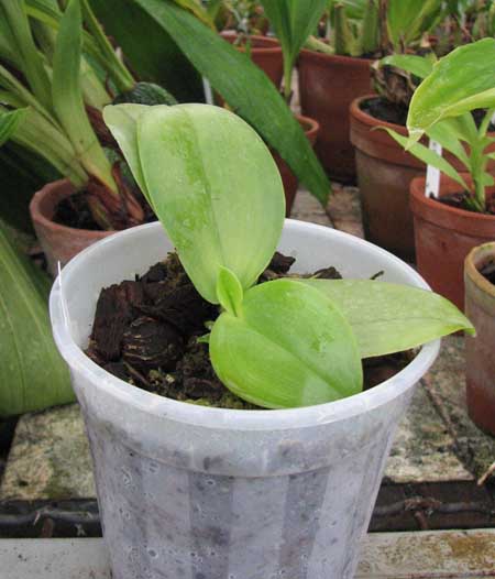 Фото орхидеи Phalaenopsis Su-An Cricket