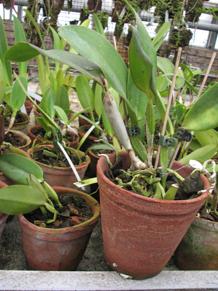 Орхидея Cattleya walkeriana 'coerulea' x Cattleya schilleriana 'coerulea') x Cattleya walkeriana x Laeliocattleya Dincoruna 'coerulea'.jpg
