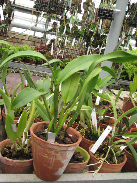 Орхидея Epicattleya Siam Jade 'Avo'.jpg