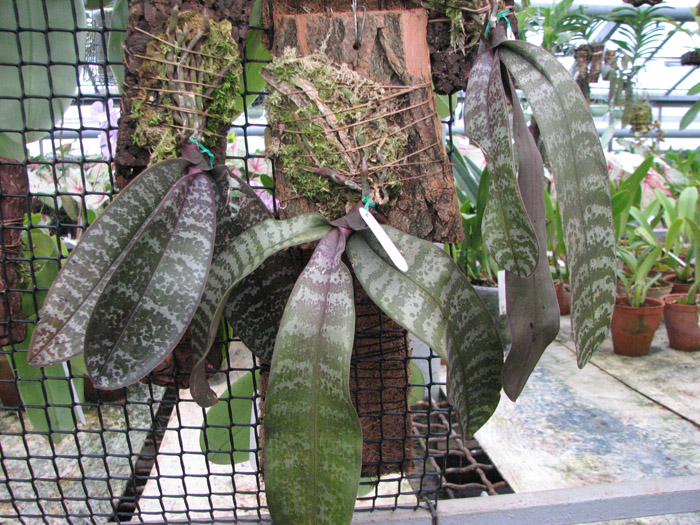 Фото орхидеи Phalaenopsis schilleriana