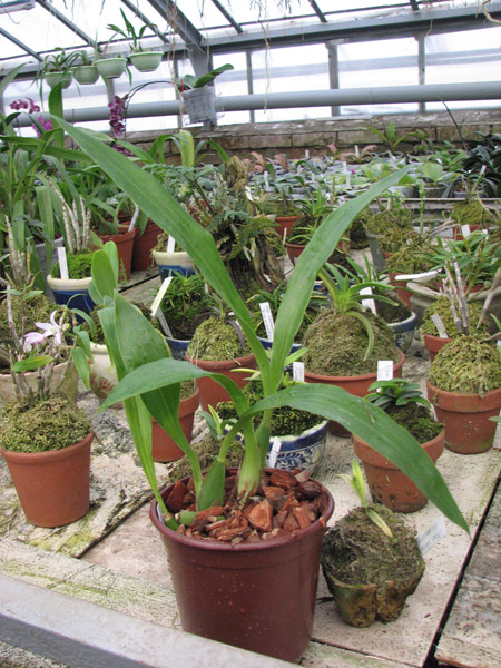 Фото орхидеи Zygopetalum 'Rhein Moonlight'