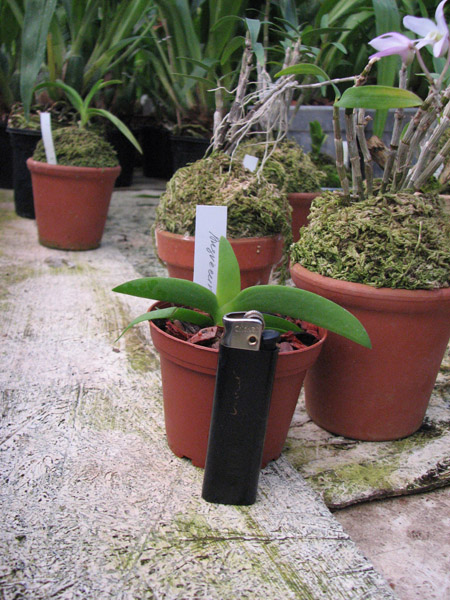 Орхидея Aerangis leonis.jpg