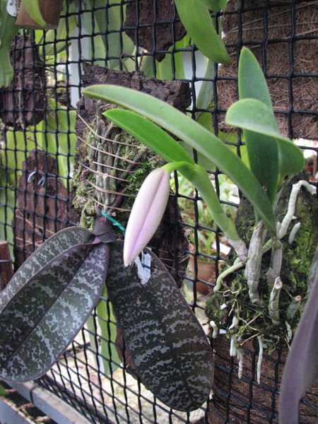 Фото орхидеи Laelia pumila с бутоном