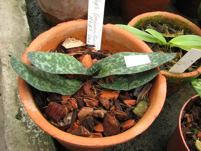 Фото орхидеи Paphiopedilum Magic Lantern (micranthum × delenatii)