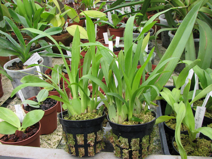 Фото орхидеи Oncidium Twinkle