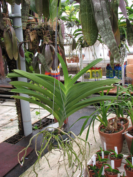 Фото орхидеи Vanda Pure's Wax 'Purplish Blue' без цветоноса