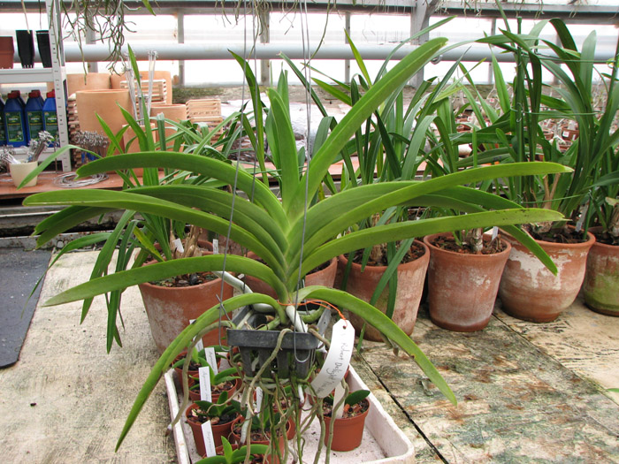 Фото орхидеи Vanda Robert Delight 'Pink Diamond' без цветоноса