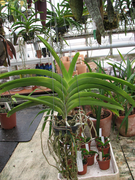 Фото орхидеи Vanda Pimsai x Vanda Tarab Waxy с цветоносом