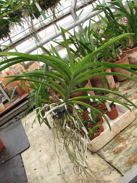 Фото орхидеи Vanda Fuchs Delight Dr. Anek x Ascocenda Kultana Gems без цветоноса