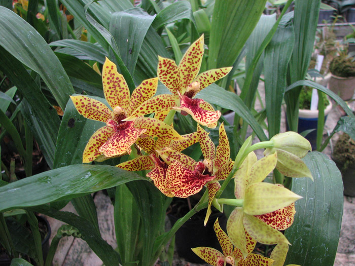 Фото цветка орхидеи Propetalum Hark