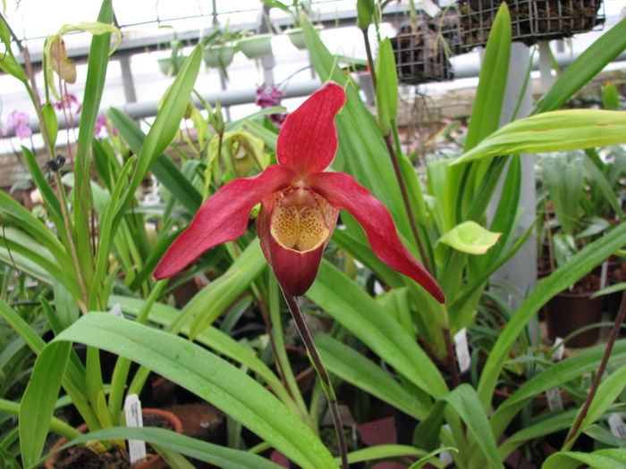 Фото орхидеи Phragmipedium Living Fire