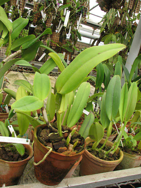 Фото орхидеи Cattleya warneri 'Pingo de Luz' x Cattleya warneri integra-orlata-pincelada 'Superba'