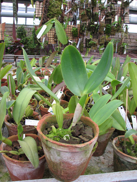 Фото орхидеи Cattleya labiata alba 'Nuvem Branca' x Cattleya labiata caerulea 'Estrelinha'