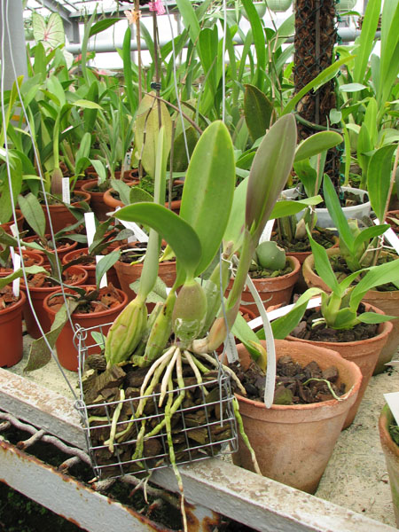 Фото орхидеи Laelia anceps Guerrero x Laelia sincorana