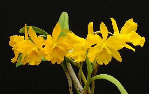 Как цветет орхидея Potinara Twenty Four Carat 'Lea'