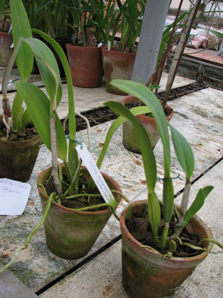 Фото орхидеи Cattleya quadricolor semi alba x Cattleya quadricolor semi alba 'Pompeu'
