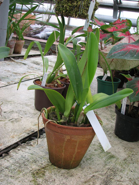 Фото орхидеи Cattleya quadricolor alba 'Esperança' x Cattleya quadricolor caerulea suave-oculata