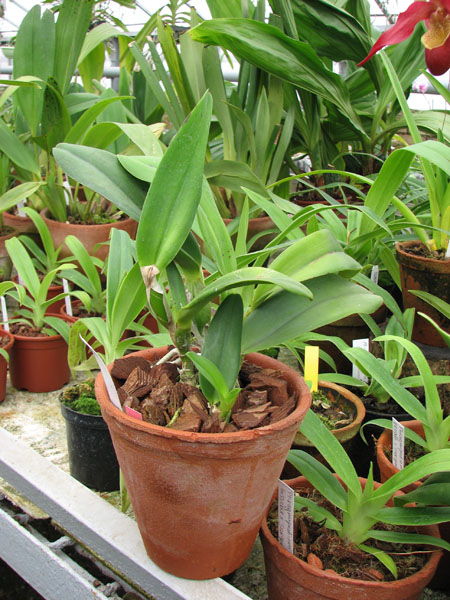 Фото орхидеи Laeliocattleya Imperial Wings 'Noble'