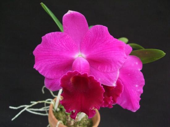 Как цветет орхидея Laeliocattleya Imperial Wings 'Noble'