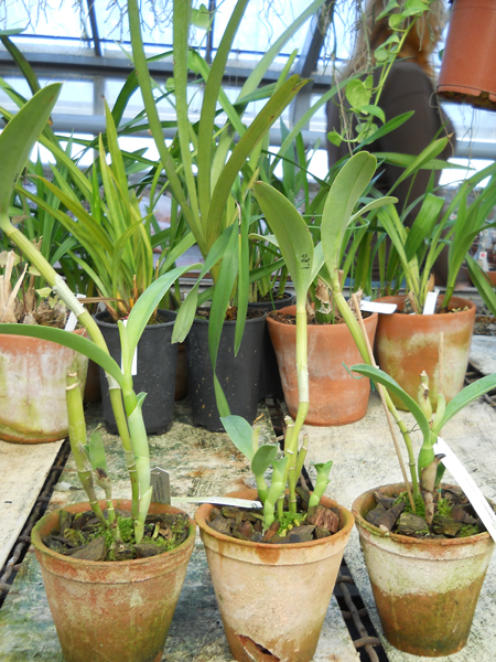 Фото орхидеи Cattleya bowringiana coerulea